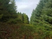 Farm Forestry