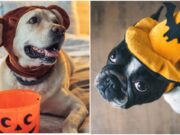 Pets at Halloween
