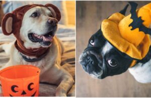 Pets at Halloween