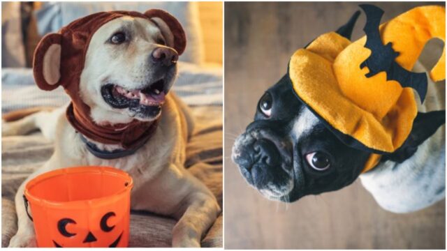 Pets at Halloween