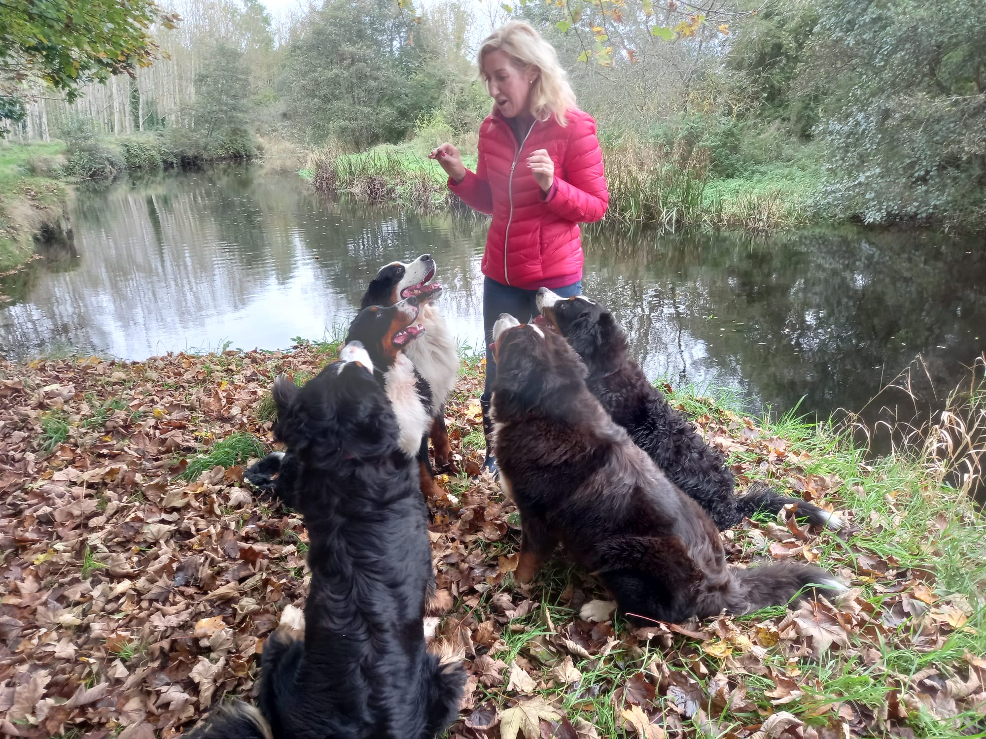 Fiona Stafford Byrne Bernese Mountain Dogs