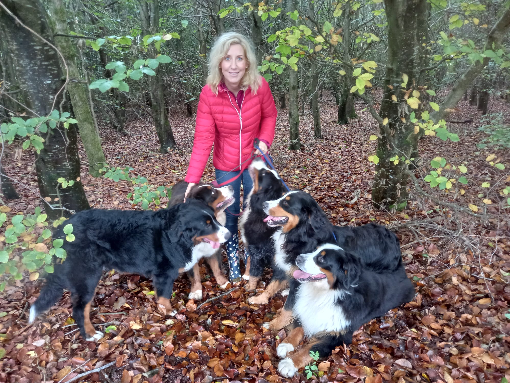 Fiona Stafford Byrne Bernese Mountain Dogs