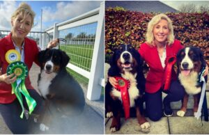 Fiona Stafford Byrne Bernese Mountain Dogs