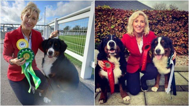 Fiona Stafford Byrne Bernese Mountain Dogs