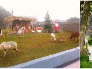 Live Animal Crib Portlaoise