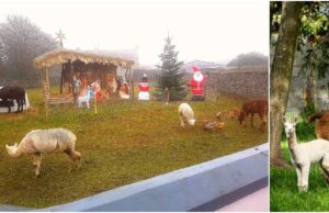 Live Animal Crib Portlaoise