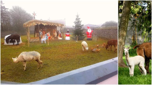 Live Animal Crib Portlaoise