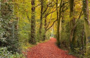 Walking into Autumn