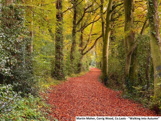 Walking into Autumn