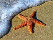 Starfish