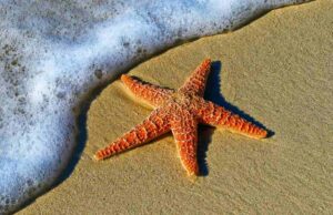 Starfish