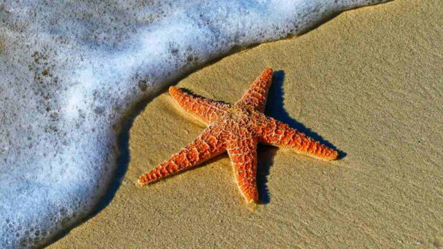 Starfish