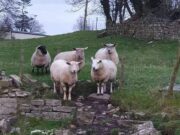 Sheep