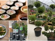 SOLAS Eco Garden