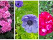 Mental Health Flowers Portlaoise