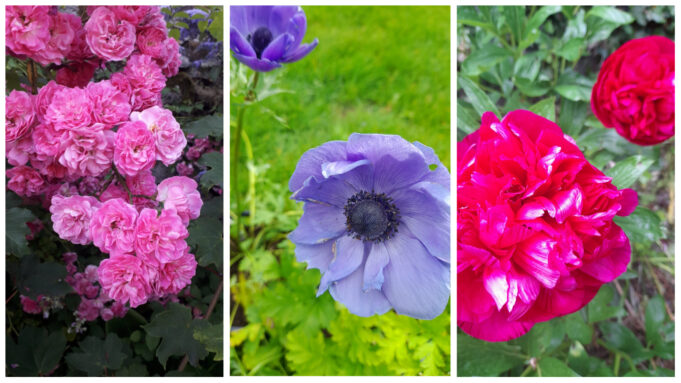 Mental Health Flowers Portlaoise