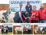 Ossory Show Belgian Blues