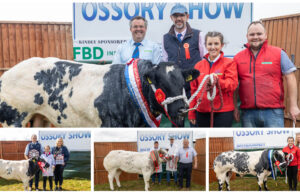 Ossory Show Belgian Blues