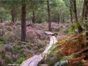 Abbeyleix Bog