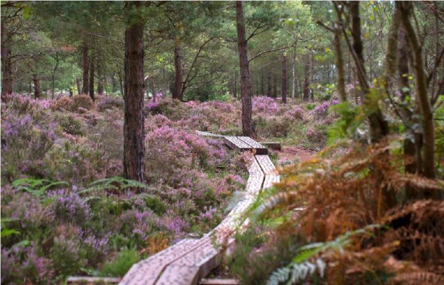 Abbeyleix Bog