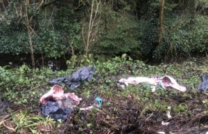 Deer dumped Shaen Hospital (1)
