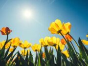 Spring