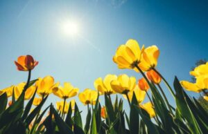 Spring