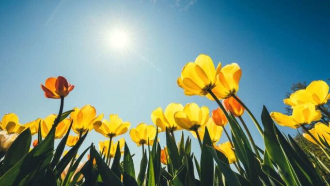 Spring