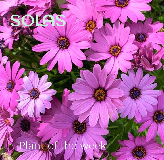 plant of the week at Solas