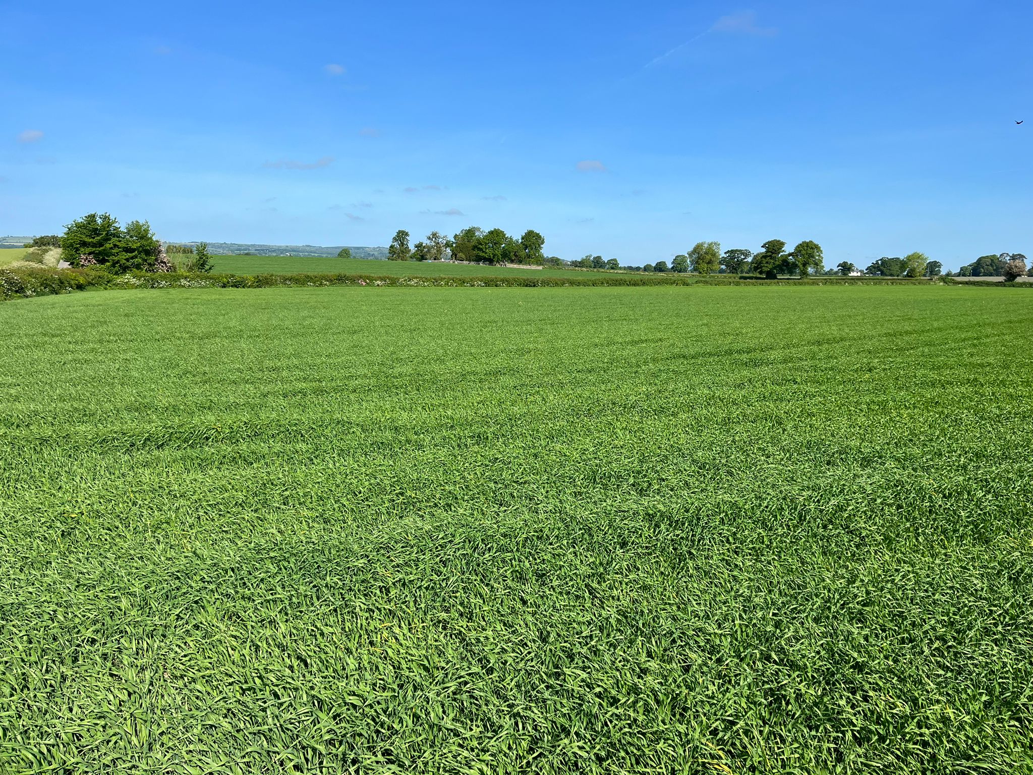 top quality arable land at Ballickmoyler with Hennessy Auctioneers