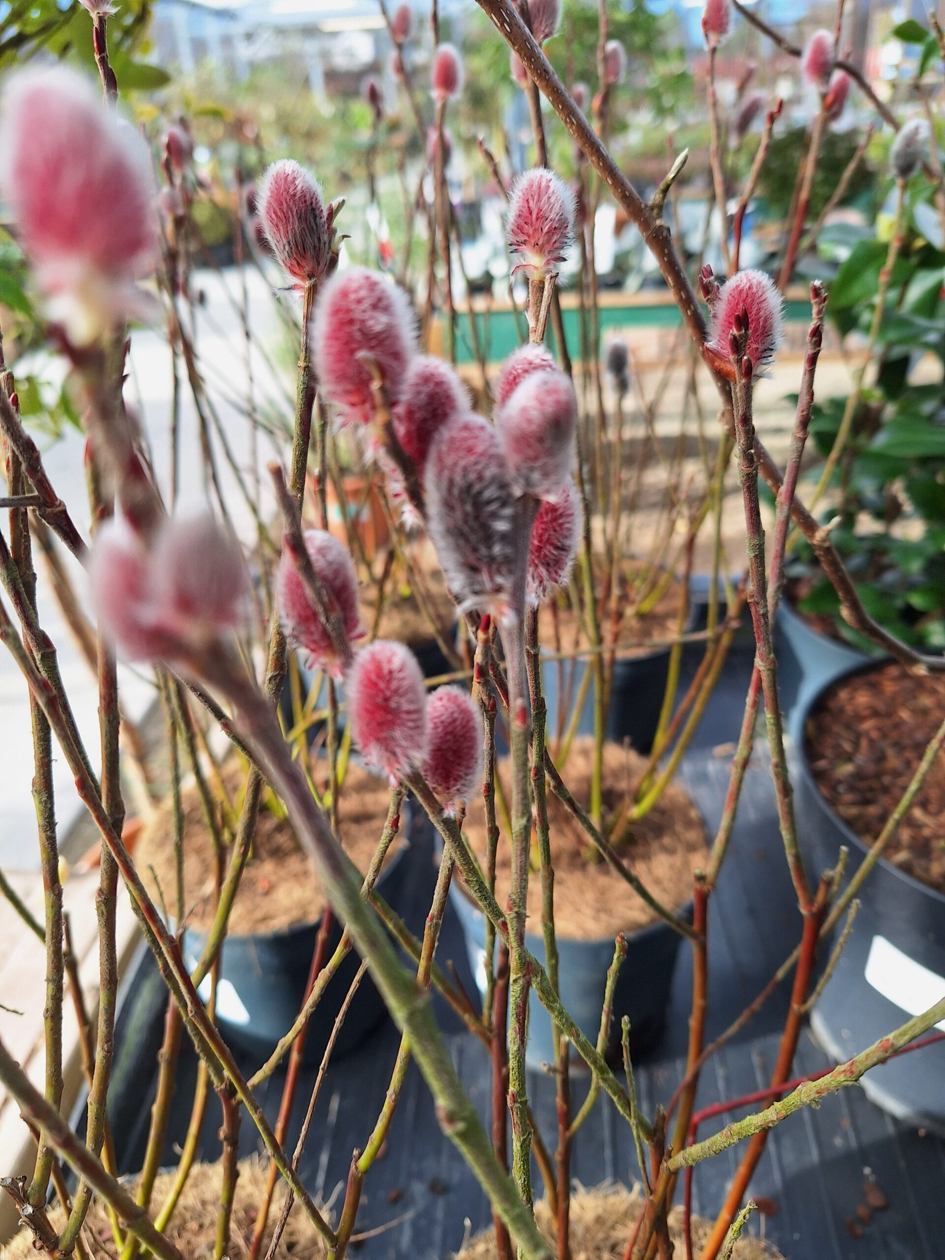 Plant of the week at Solas garden centre