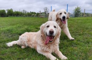 Woofland Dog Park